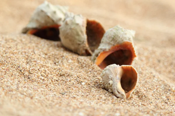 Alte Muschel mit Smaroden von Meerwasser — Stockfoto