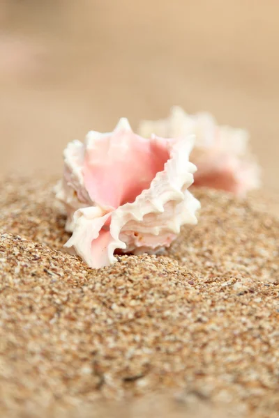 Concha do mar deitado na areia marrom — Fotografia de Stock
