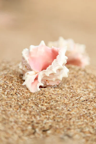 Muschel liegt auf dem braunen Sand — Stockfoto