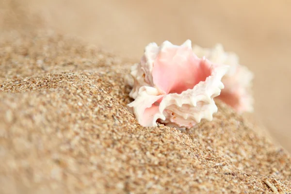 Морская раковина лежит на коричневом песке — стоковое фото