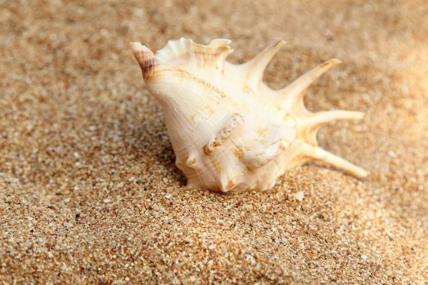 Sea shells with sand as background Royalty Free Stock Images