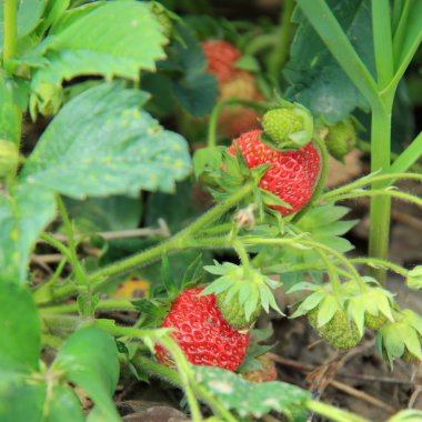 olgun çilek çalı Bahçe