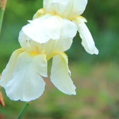 bahar bahçe içinde güzel beyaz süsen