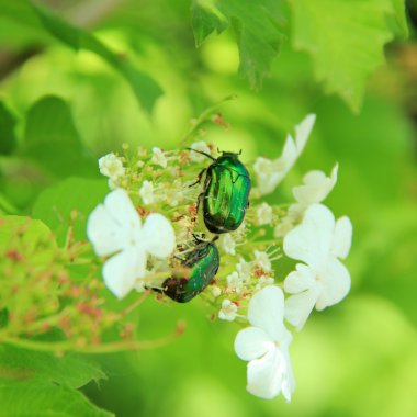 Kiraz çiçekleri üzerinde gül chafer (cetonia aurata)