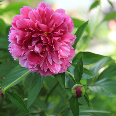 Kırmızı peonies güzel bir Bahçe