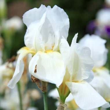 bir yaz bahçesinde açık havada taze parlak süsen