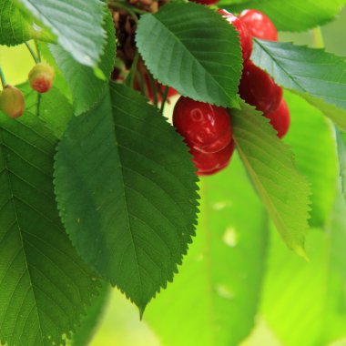 Olgun kirazlı kiraz ağacı