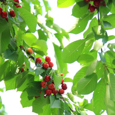 Olgun kirazlı kiraz ağacı