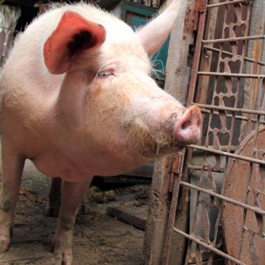 Ukraynalı çiftlik domuzları