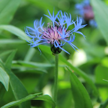 açık havada bahar bahçe Menekşe Mavi çiçek