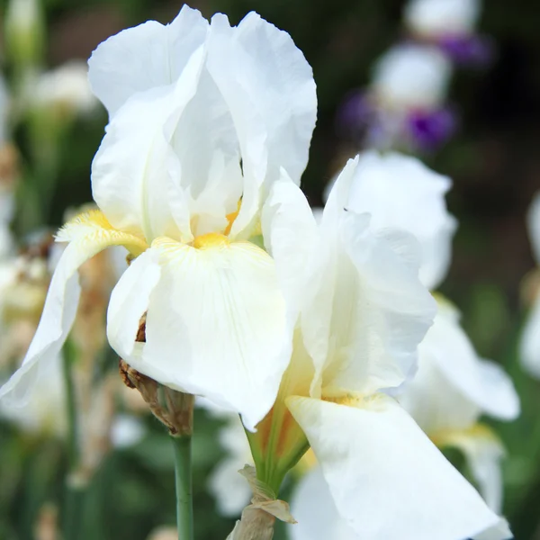 Fiore di iris che fiorisce in un giardino primaverile — Foto Stock