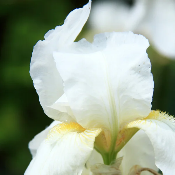 Bellissimi iris bianchi nel giardino primaverile — Foto Stock