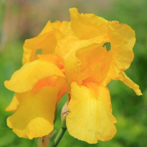 stock image Iris flower blossoming in a spring garden