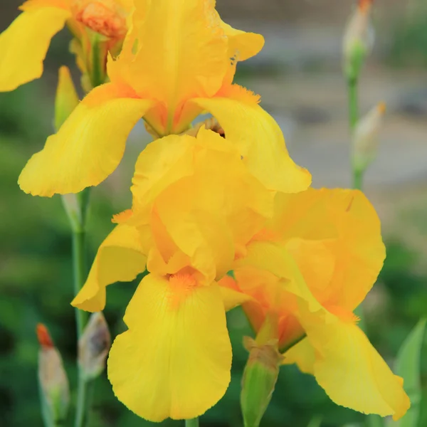 Iris brillantes frescos en un jardín de verano al aire libre — Foto de Stock