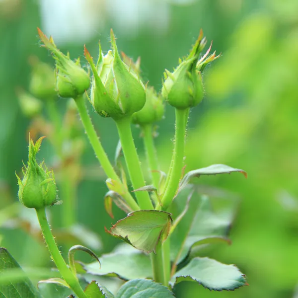 Unopened flower buds of roses in the garden — Stock Photo, Image