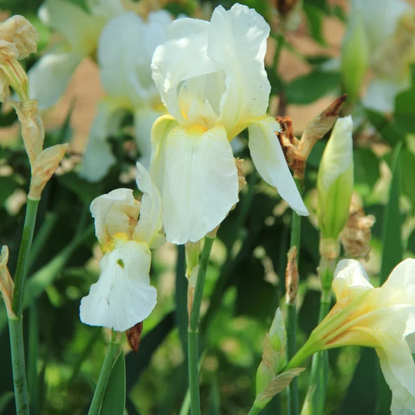 Flor de íris florescendo em um jardim de primavera — Fotografia de Stock