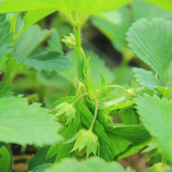 Green bush blooming in the spring strawberries — Stock Photo, Image