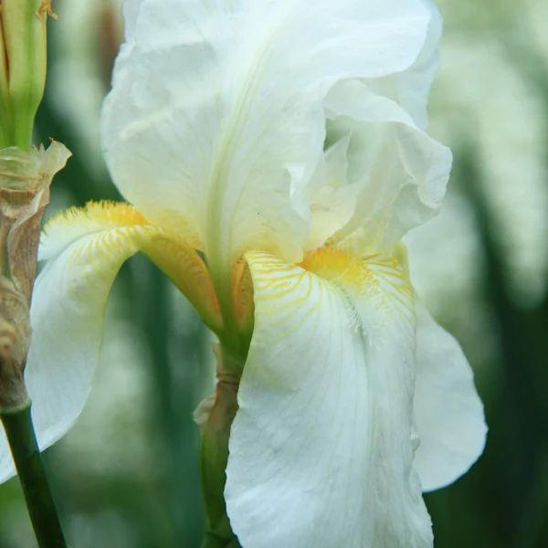 Hermosos iris blancos en el jardín de primavera — Foto de Stock