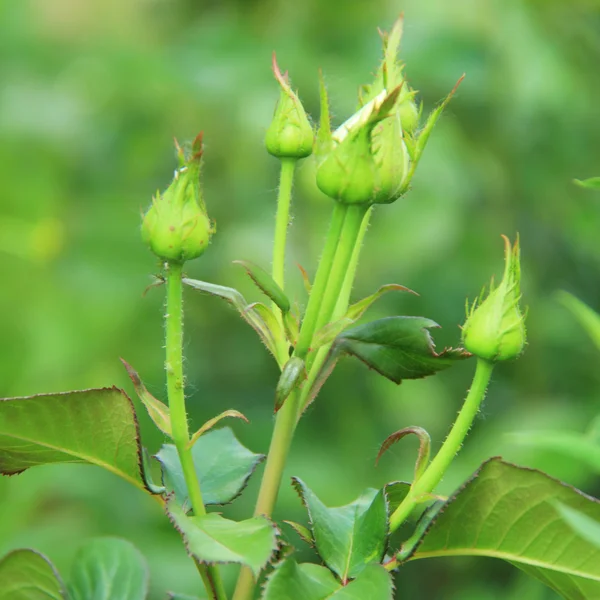 Unopened flower buds of roses — Stock Photo, Image