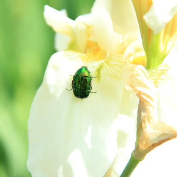 Zöld bogár ül a fehér írisz a kertben — Stock Fotó