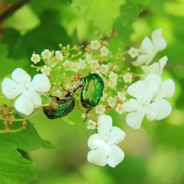Rose chafer (cetonia aurata) on the cherry flowers — Stock Photo, Image