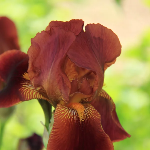 Iris flor que florece en un jardín de primavera — Foto de Stock