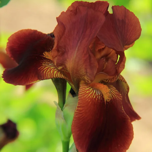 Iris violets frais dans un jardin d'été en plein air — Photo