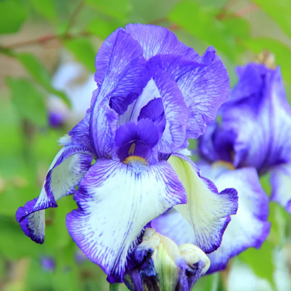 Nahaufnahme frischer Iris im Garten — Stockfoto
