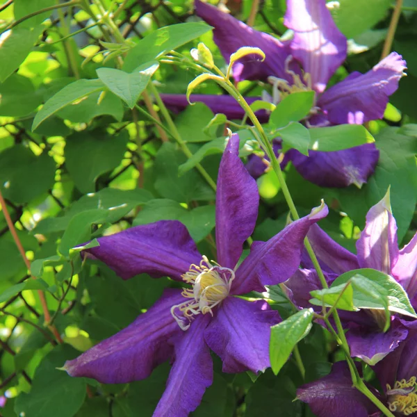 Violet forest flower — Stock Photo, Image