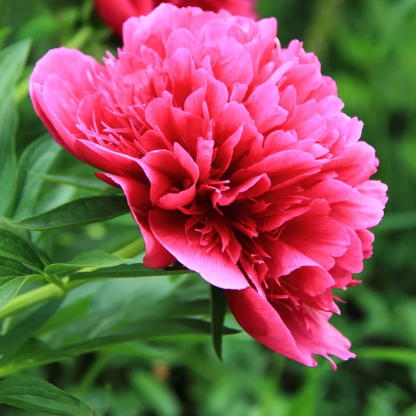 A tavaszi kert virágzó rózsaszín pünkösdi rózsa — Stock Fotó