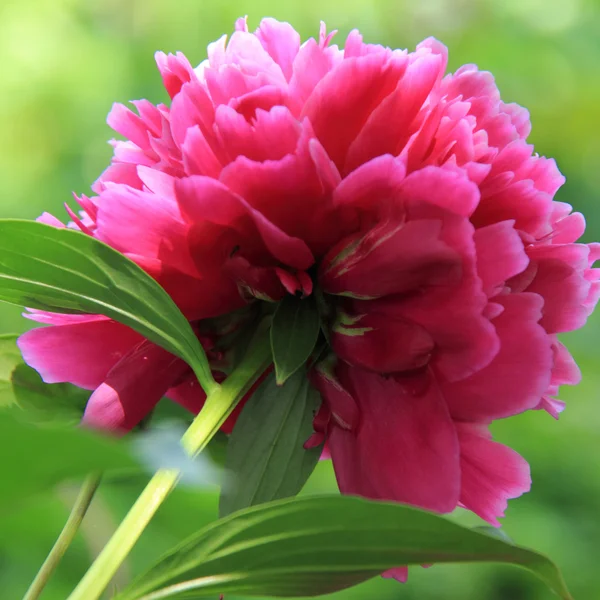 Flor de peônia rosa no jardim — Fotografia de Stock
