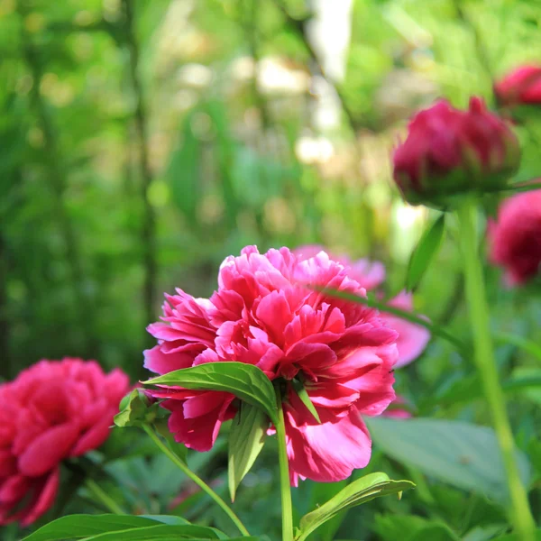 Fleur de pivoine rose dans le jardin — Photo