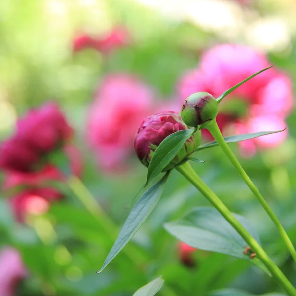 Rosa pion blomma i trädgården — Stockfoto