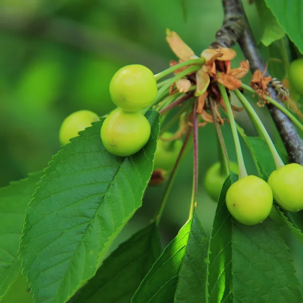 Green unripe berries on a tree — Stock Photo, Image