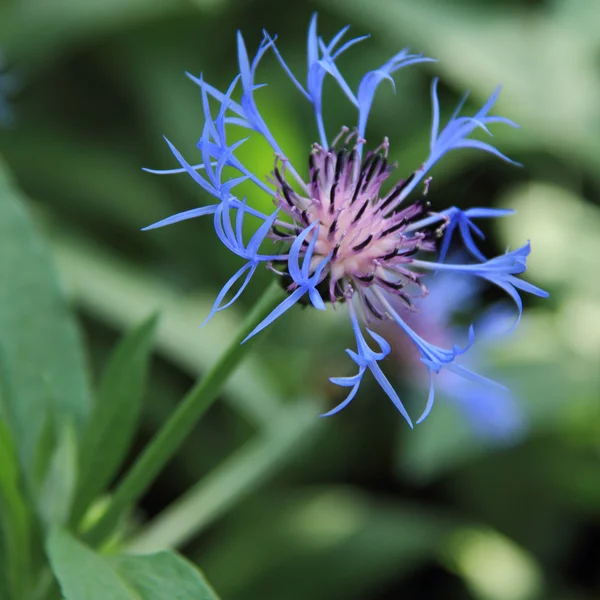 Flor exótica en el bosque — Foto de Stock