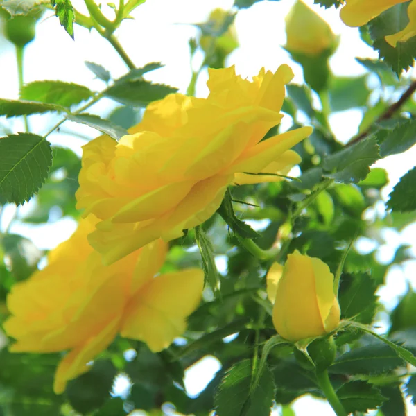 Fresh yellow roses in spring garden — Stock Photo, Image