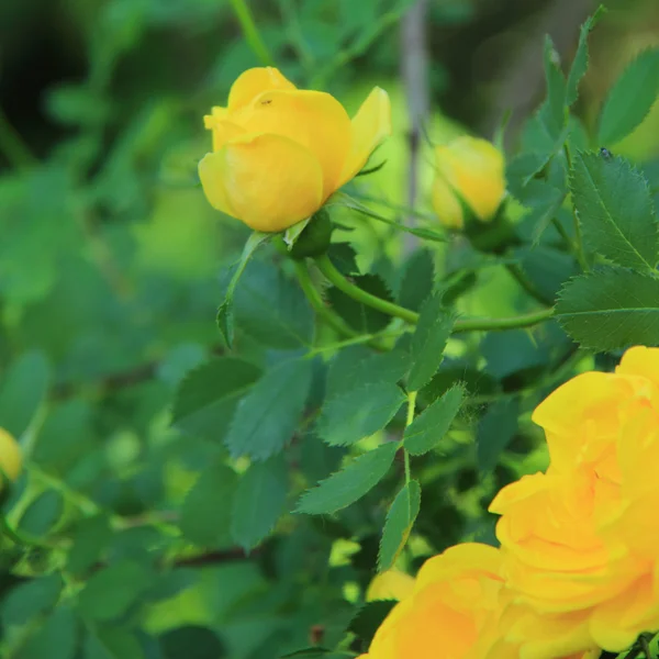 Fresh yellow roses in spring garden — Stock Photo, Image