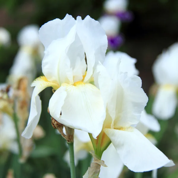 Schöne weiße Schwertlilien im Frühlingsgarten — Stockfoto