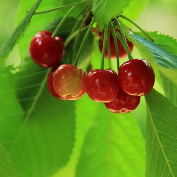 Свежие ягоды висят на дереве в летнем саду — стоковое фото