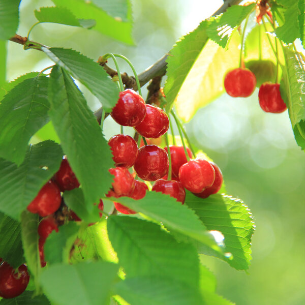 Свежие ягоды висят на дереве в летнем саду
