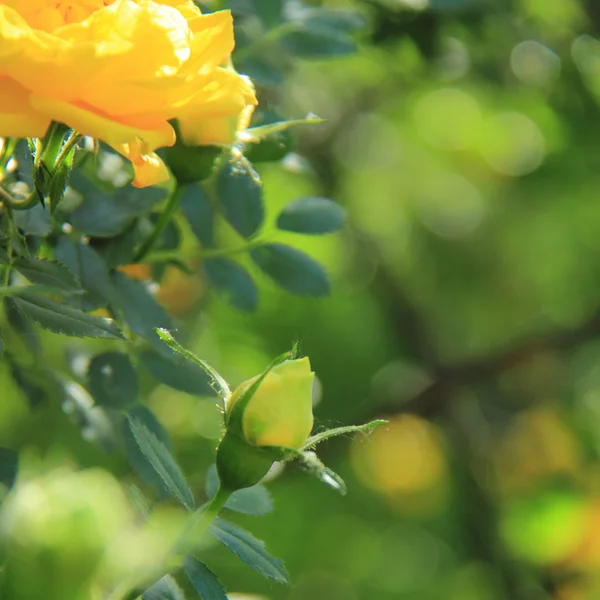 Helle Frühlingsrosensträucher im Garten — Stockfoto