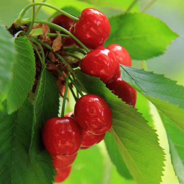 Вишня с ягодами на открытом воздухе — стоковое фото