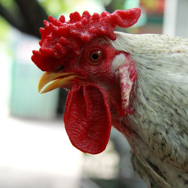 Hermosa polla de cerca —  Fotos de Stock