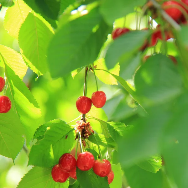 Czereśnie świeże owoce wiszące na drzewie w ogrodzie — Zdjęcie stockowe