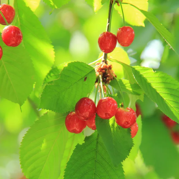 Вишня с незрелыми ягодами в весеннем саду — стоковое фото