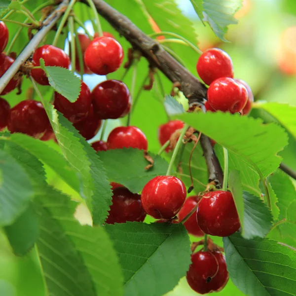 Czerwone wiśnie na drzewie — Zdjęcie stockowe