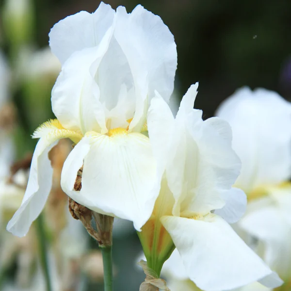 Close-up van verse iris in de tuin — Stockfoto