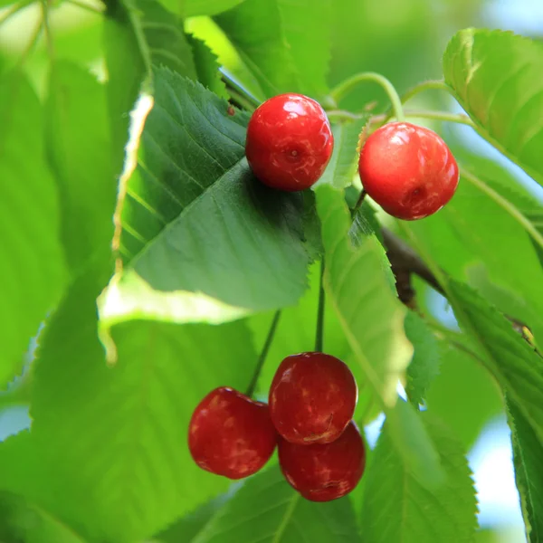 Fresh berries cherries hanging on a tree in the summer garden — Stock Photo, Image