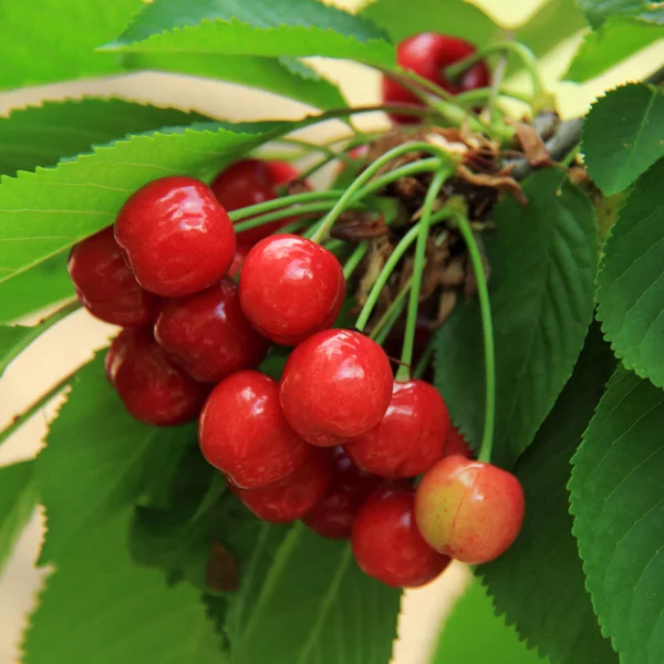 Red cherries hanging from tree — Stock Photo, Image