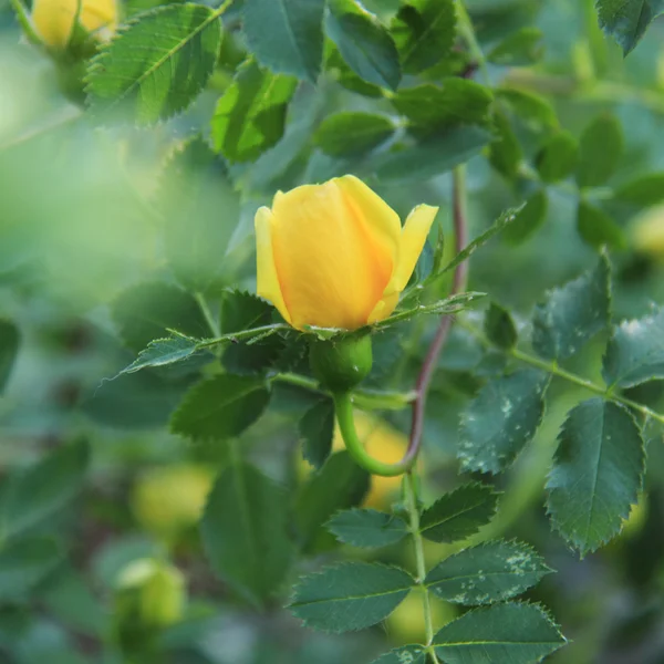 Fresh yellow roses in spring garden — Stock Photo, Image